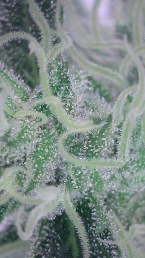 White Banana X Sonnenerde. Week 12