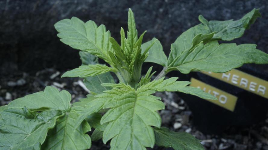 Jack Herer Auto X Sonnenerde. Week 2 - Day 16