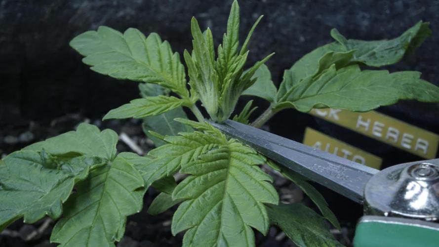 Jack Herer Auto X Sonnenerde. Week 2 - Day 16 - ready for Topping!