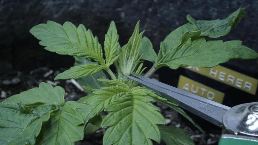 Jack Herer Auto X Sonnenerde. Week 2 - Day 16 - Topping-procedure successful!