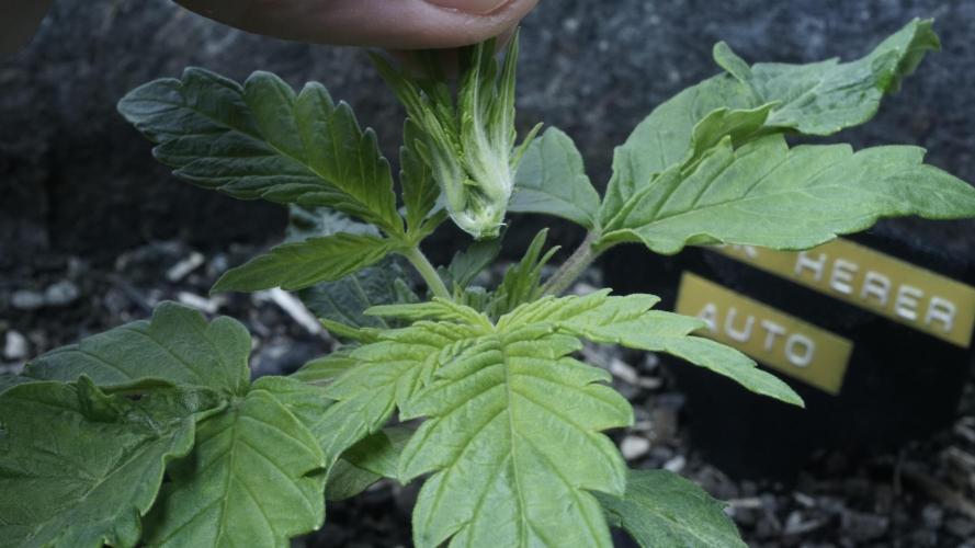 Jack Herer Auto X Sonnenerde. Week 2 - Day 16 - get your top off!