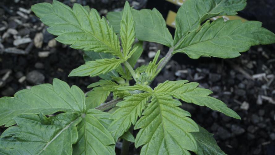 Jack Herer Auto X Sonnenerde. Week 2 - Day 16 - CUT!