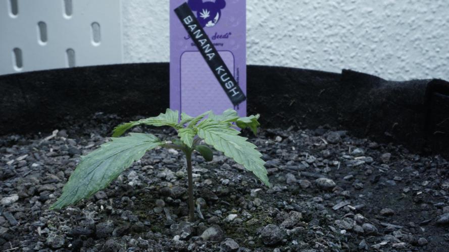 Banana Kush Auto x Sonnenerde. Week 2