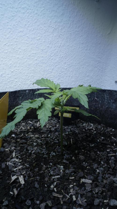 Jack Herer Auto X Sonnenerde. Week 3