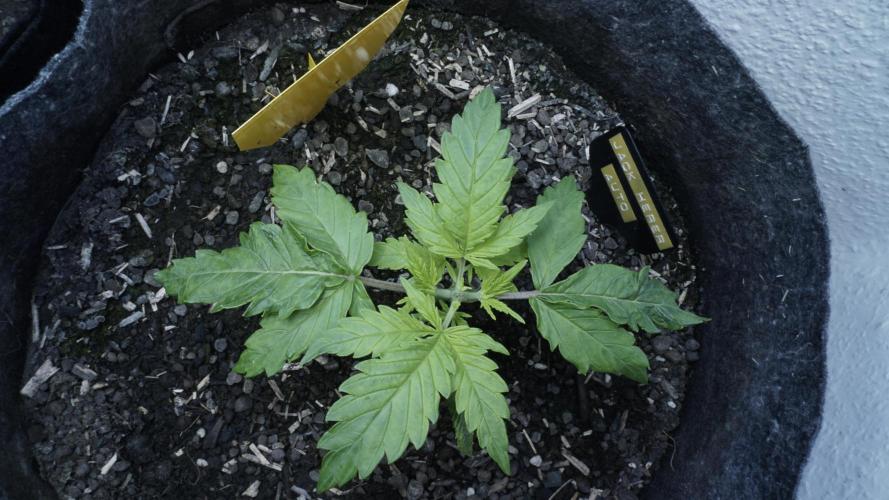 Jack Herer Auto X Sonnenerde. Week 3