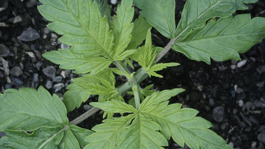 Jack Herer Auto X Sonnenerde. Week 3