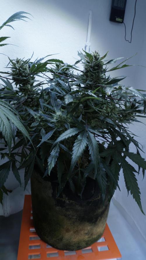 White Banana X Sonnenerde. Week 13