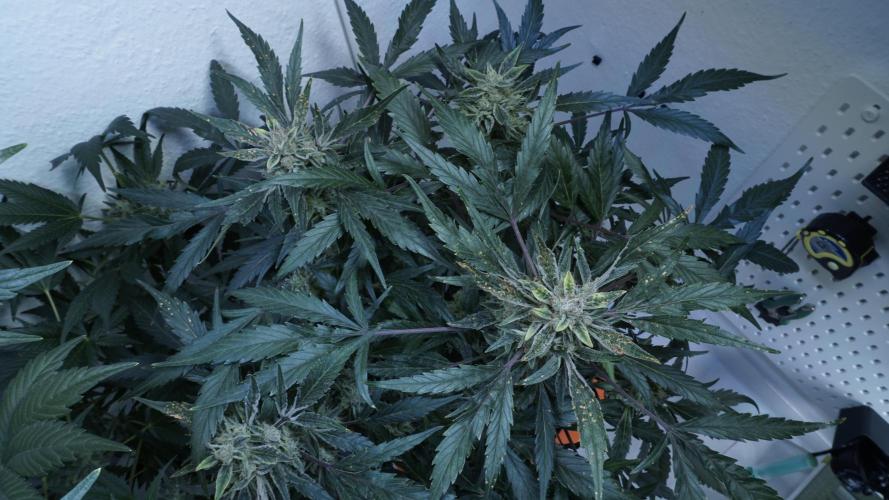 White Banana X Sonnenerde. Week 13