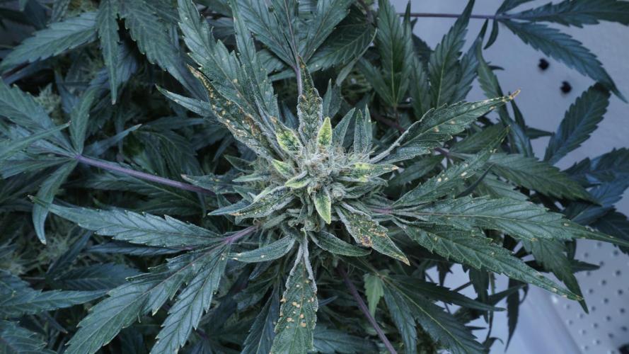 White Banana X Sonnenerde. Week 13