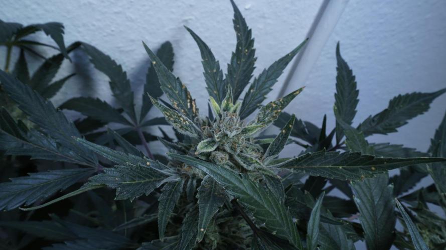 White Banana X Sonnenerde. Week 13
