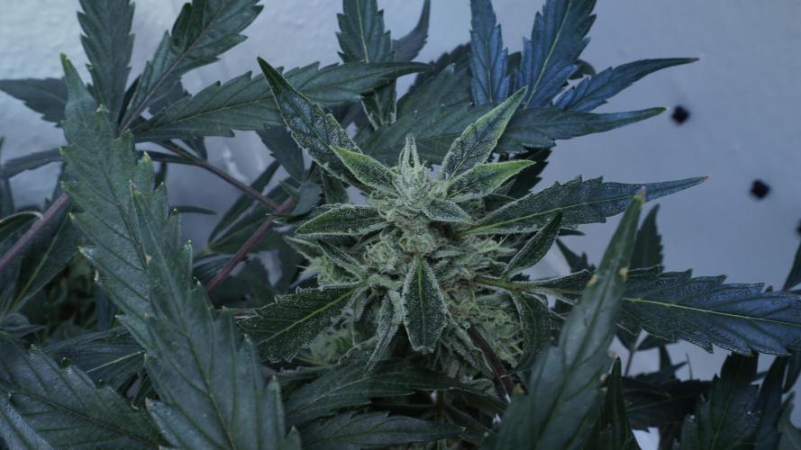 White Banana X Sonnenerde. Week 13