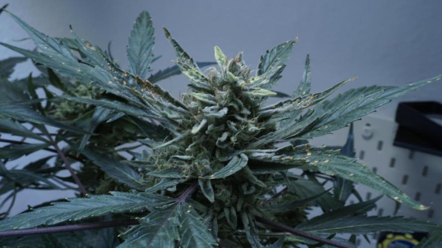 White Banana X Sonnenerde. Week 13