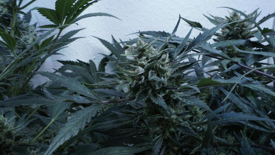 White Banana X Sonnenerde. Week 13