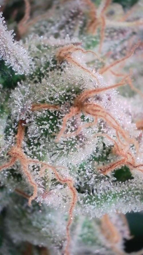 White Banana X Sonnenerde. Week 13