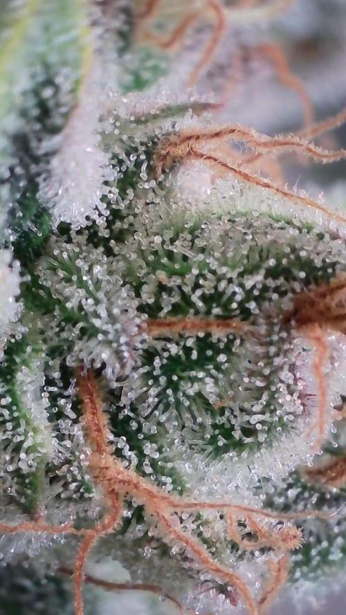 White Banana X Sonnenerde. Week 13