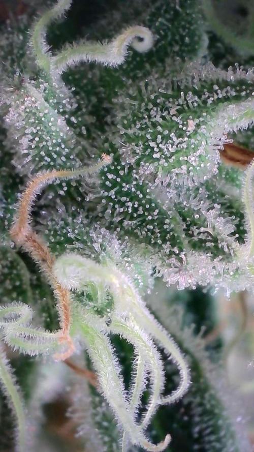 White Banana X Sonnenerde. Week 13