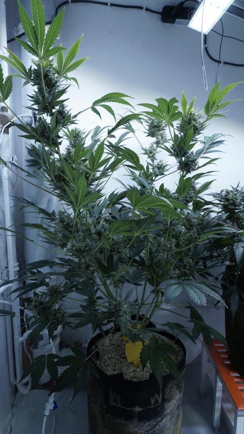 Russian Automatic X Sonnenerde. Week 13