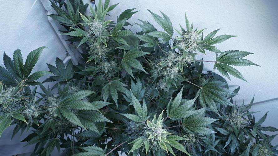 Russian Automatic X Sonnenerde. Week 13
