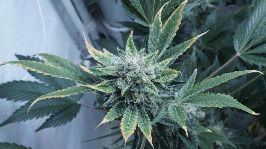 Russian Automatic X Sonnenerde. Week 13