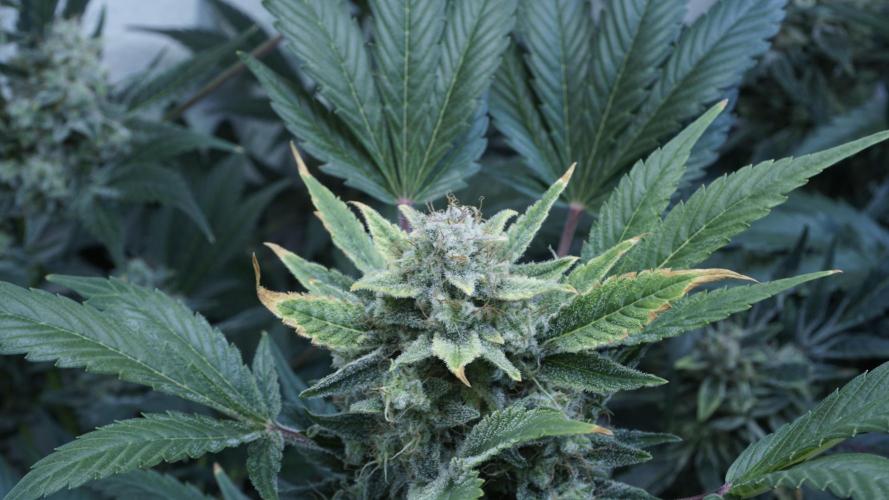 Russian Automatic X Sonnenerde. Week 13