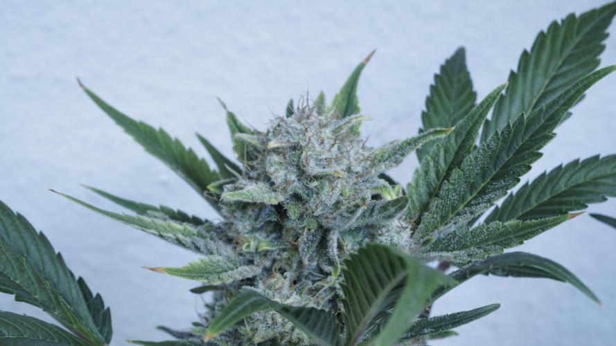 Russian Automatic X Sonnenerde. Week 13