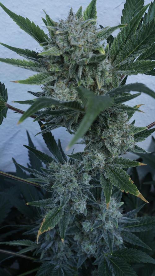 Russian Automatic X Sonnenerde. Week 13