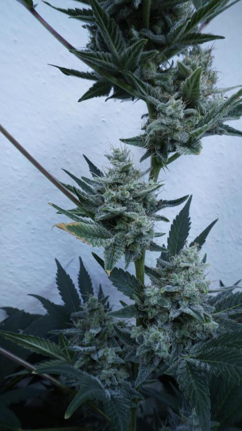Russian Automatic X Sonnenerde. Week 13