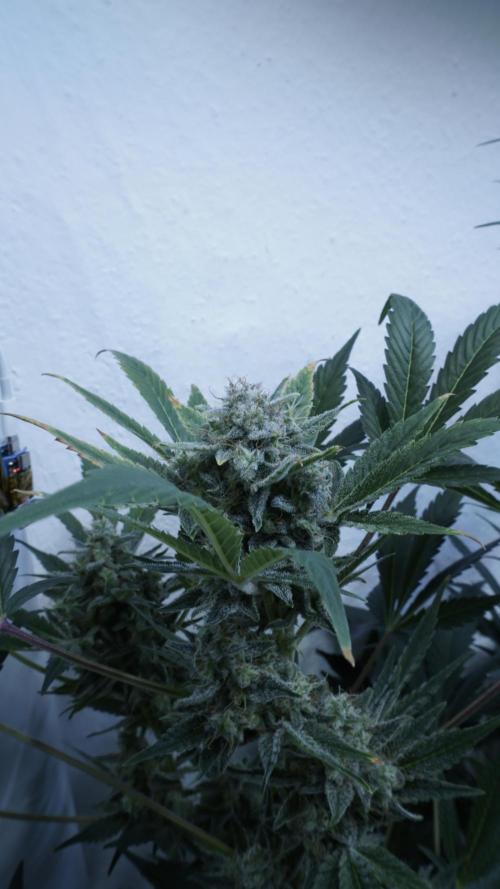 Russian Automatic X Sonnenerde. Week 13
