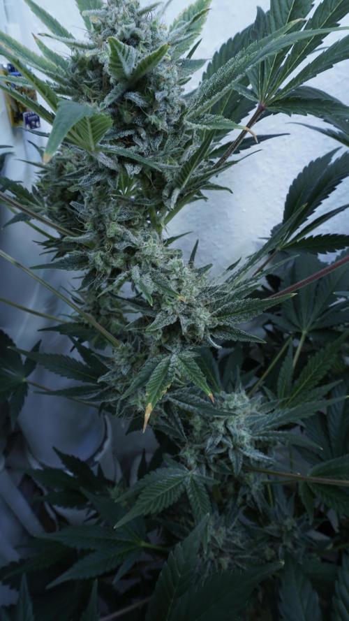 Russian Automatic X Sonnenerde. Week 13