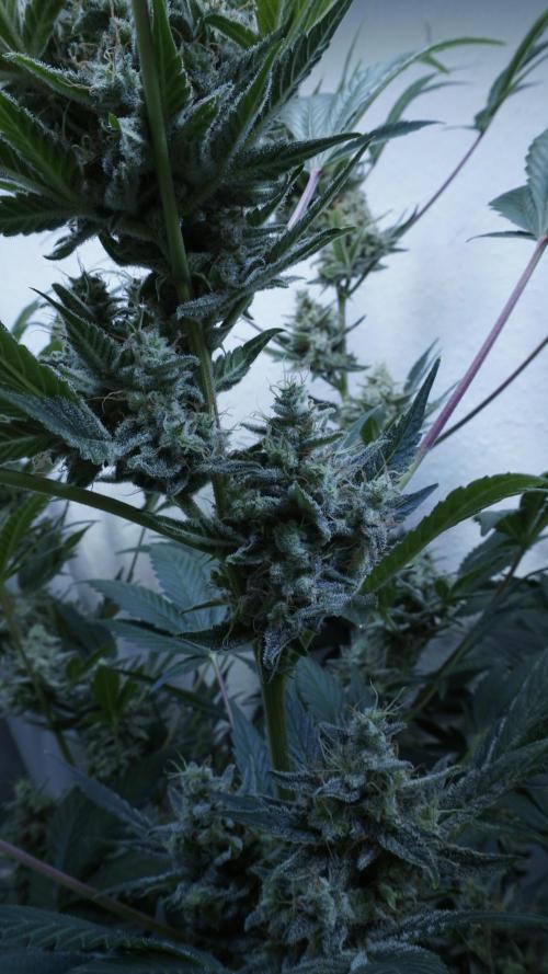 Russian Automatic X Sonnenerde. Week 13