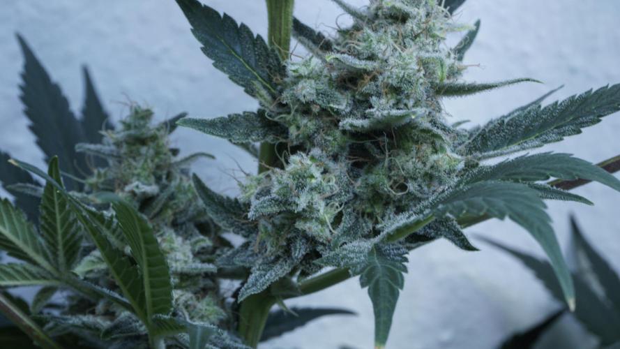 Russian Automatic X Sonnenerde. Week 13