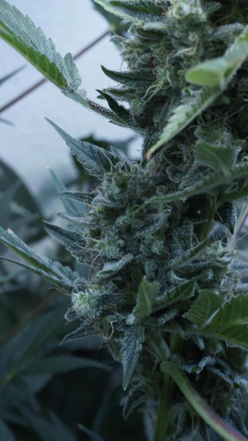 Russian Automatic X Sonnenerde. Week 13