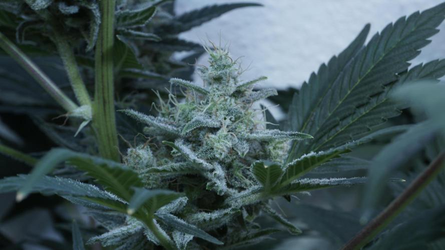 Russian Automatic X Sonnenerde. Week 13