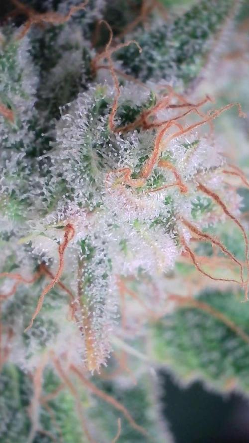 Russian Automatic X Sonnenerde. Week 13