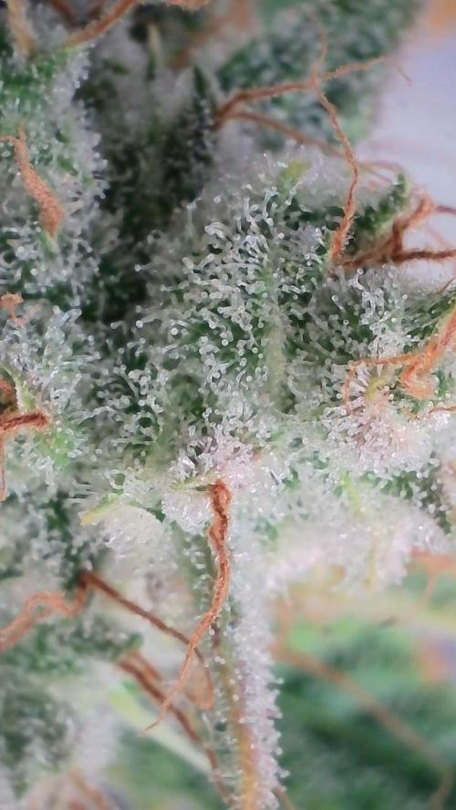 Russian Automatic X Sonnenerde. Week 13