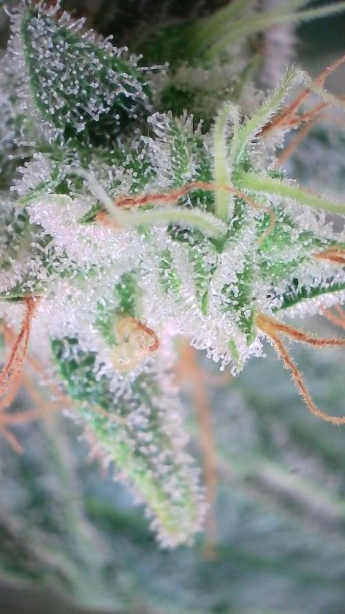 Russian Automatic X Sonnenerde. Week 13