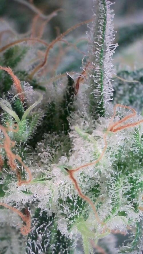 Russian Automatic X Sonnenerde. Week 13