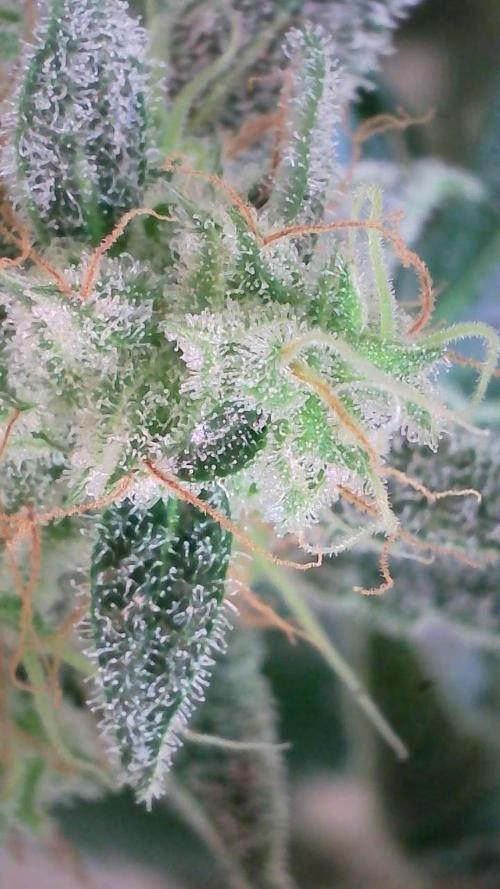 Russian Automatic. Week 13