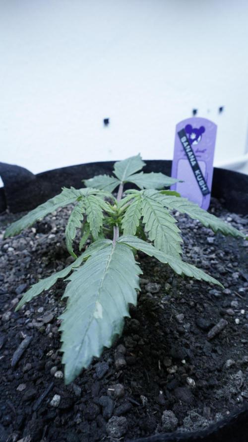 Banana Kush Auto x Sonnenerde. Week 3