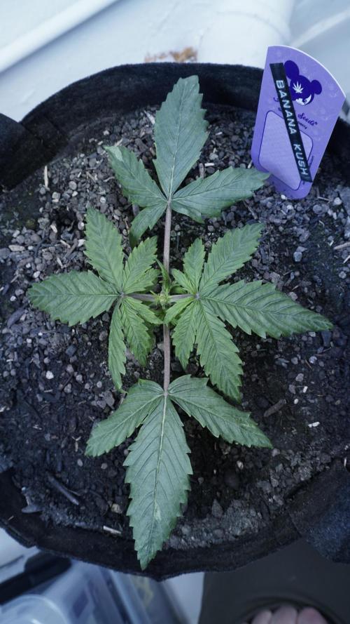 Banana Kush Auto x Sonnenerde. Week 3