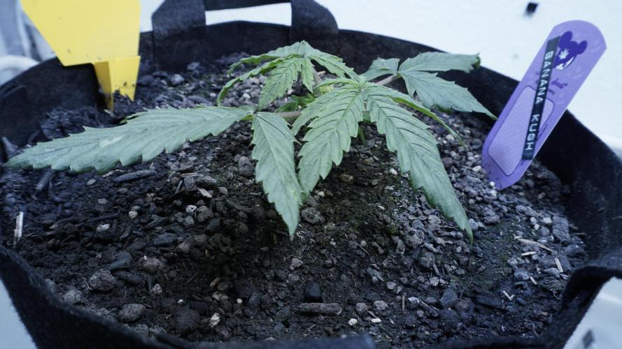 Banana Kush Auto x Sonnenerde. Week 3