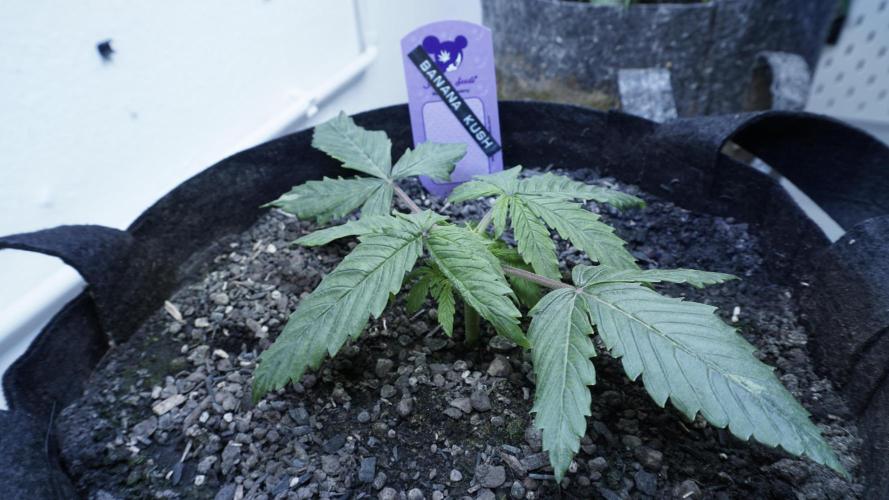 Banana Kush Auto x Sonnenerde. Week 3