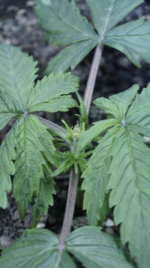 Banana Kush Auto x Sonnenerde. Week 3