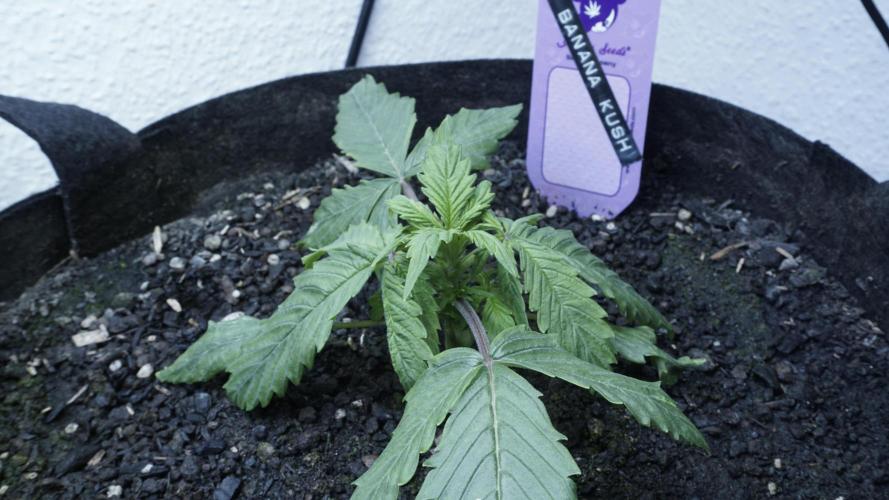 Banana Kush Auto x Sonnenerde. Week 2 - Day 18 - pre topping