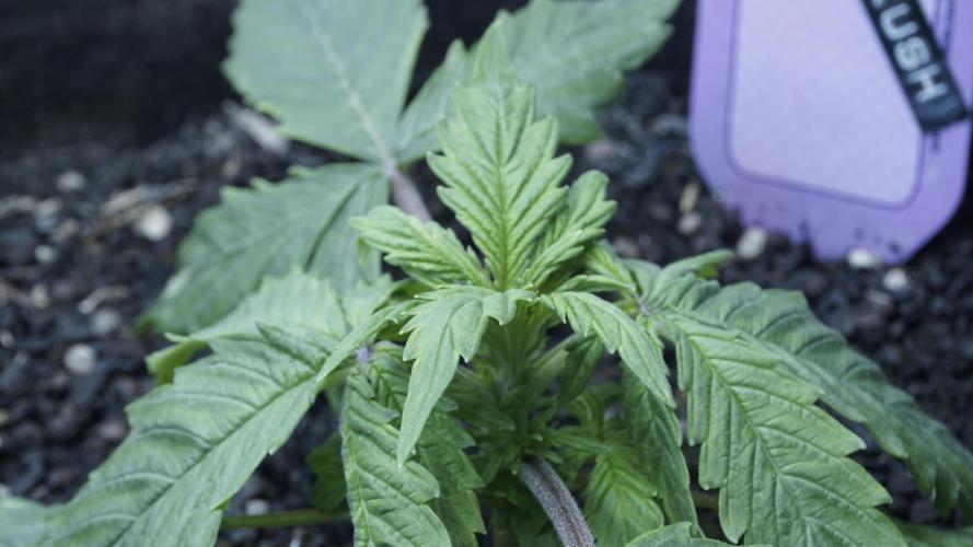 Banana Kush Auto x Sonnenerde. Week 2 - Day 18 - closing in
