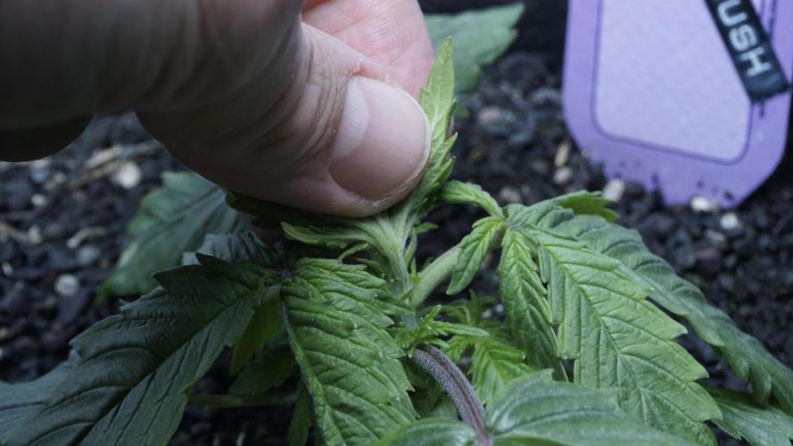 Banana Kush Auto x Sonnenerde. Week 2 - Day 18 - that's the spot