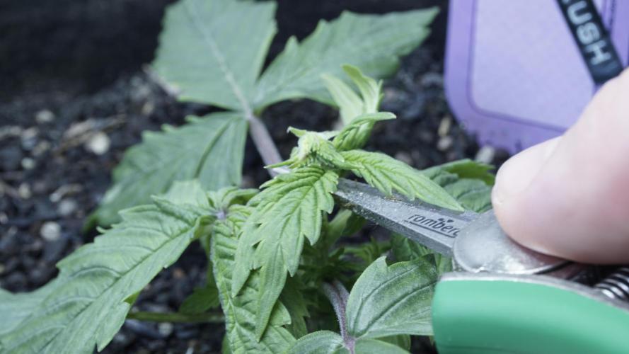 Banana Kush Auto x Sonnenerde. Week 2 - Day 18 - get your top off