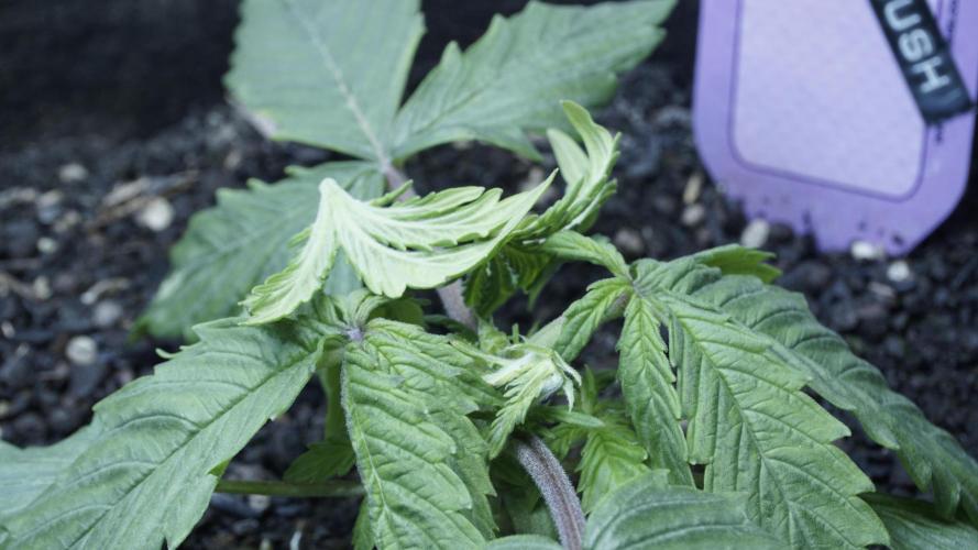 Banana Kush Auto x Sonnenerde. Week 2 - Day 18 - a job done