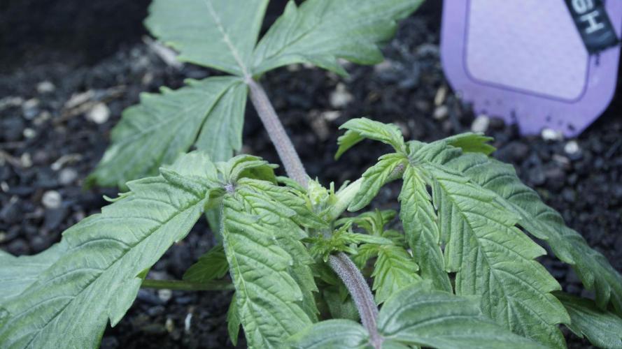 Banana Kush Auto x Sonnenerde. Week 2 - Day 18 - almost as if nothing has happened
