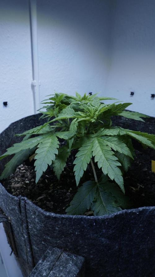 Jack Herer Auto X Sonnenerde. Week 4